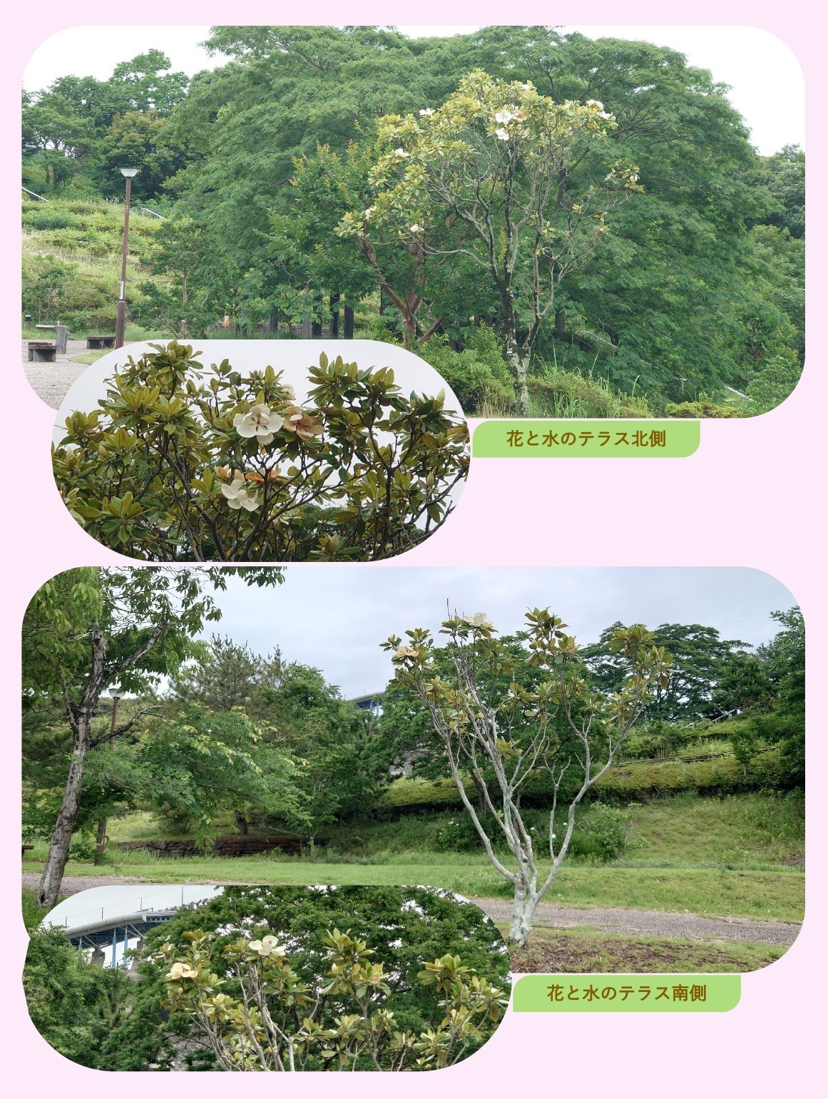 タイサンボク(泰山木)の大きな花が咲いています✿ |